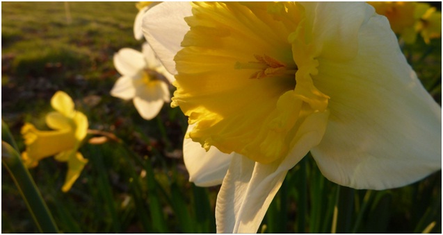 daffs
