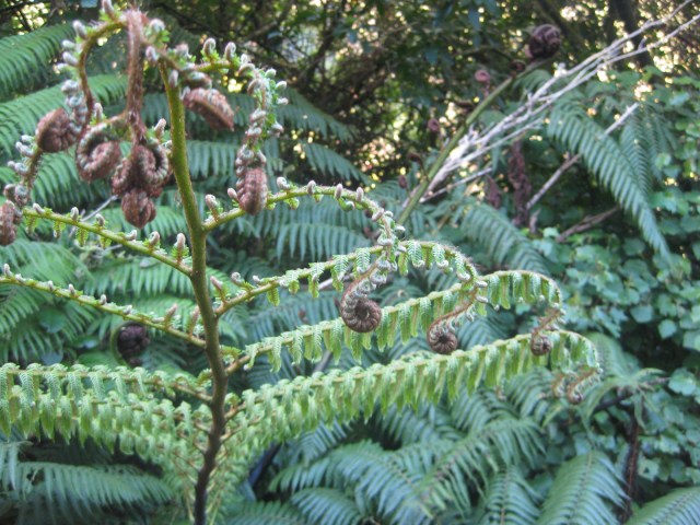 ferns
