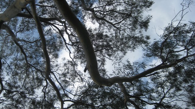 eucalypt tree branches overhead