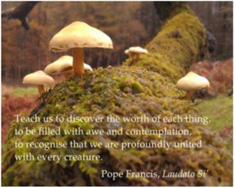 laudato si