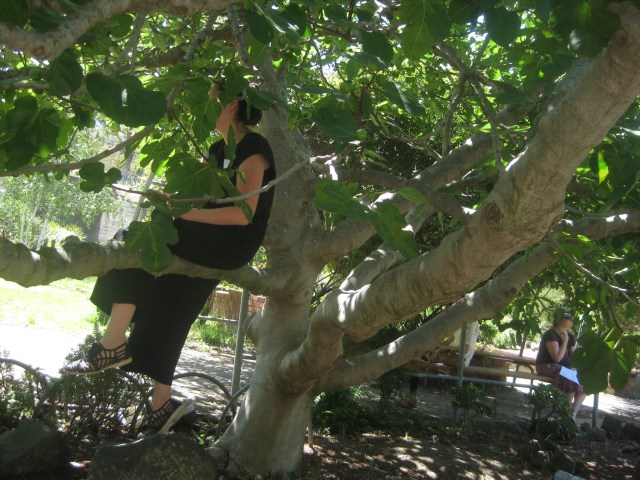 woman sitting in a fig tree Pipemakers park