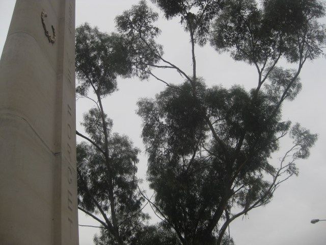 war memorial footscray lest we forget avenue of honour ANZAC Day 2018