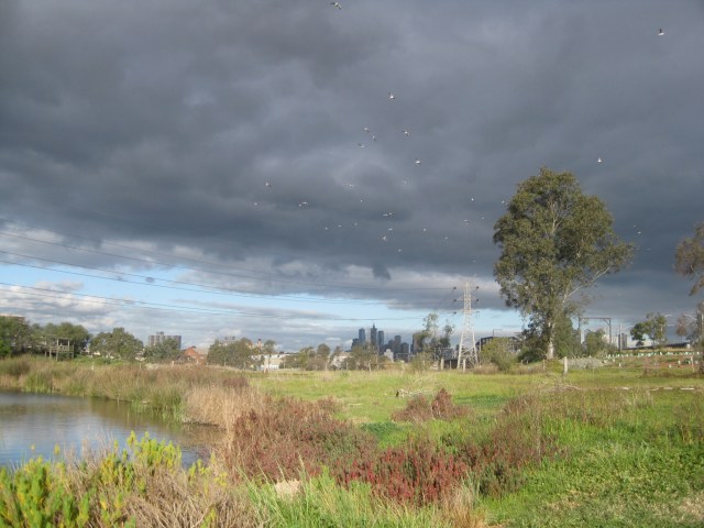 Newell's Paddock wetlands reserve footscray Melbourne stormy sky