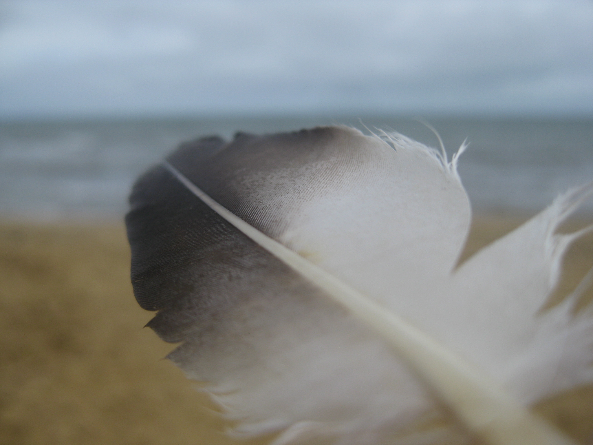 Back Rock beach bay feather