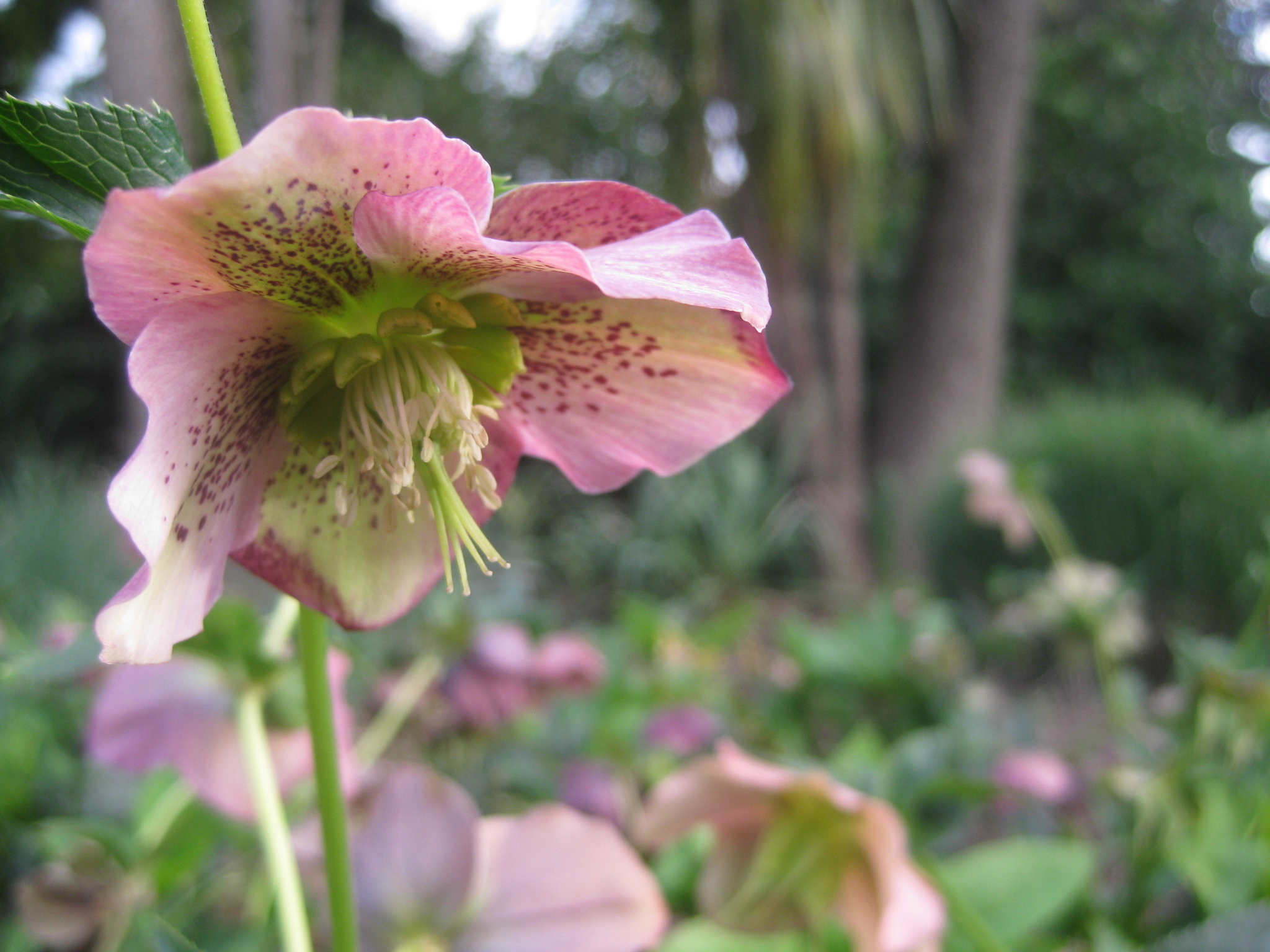 pink flower treasury gardens melbourne sacred ordinary poem Talitha Fraser