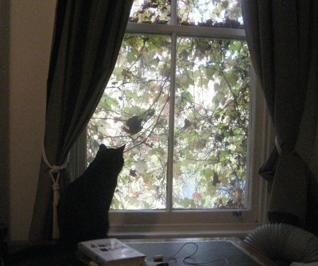 fitzroy autumn black cat on the desk at the window looking out