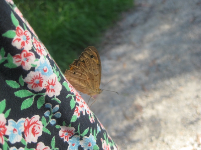 brown butterfly lands on floral dress