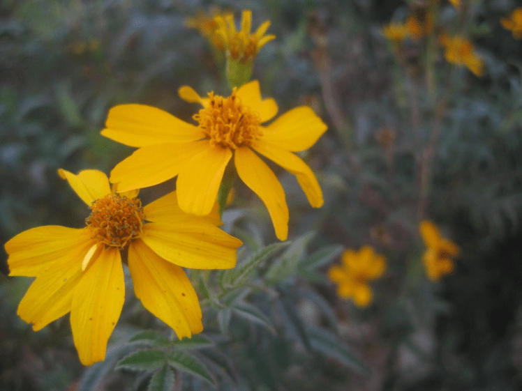 yellow daisies Australia Jon Cornford sustainability