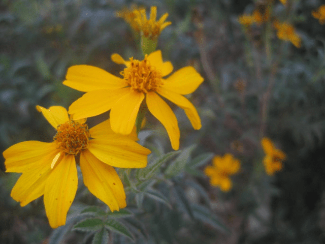 yellow daisies Australia Jon Cornford sustainability