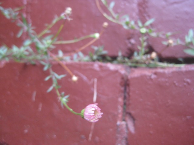 pink tiny daisy growing in a brick wall where flowers shouldn't be