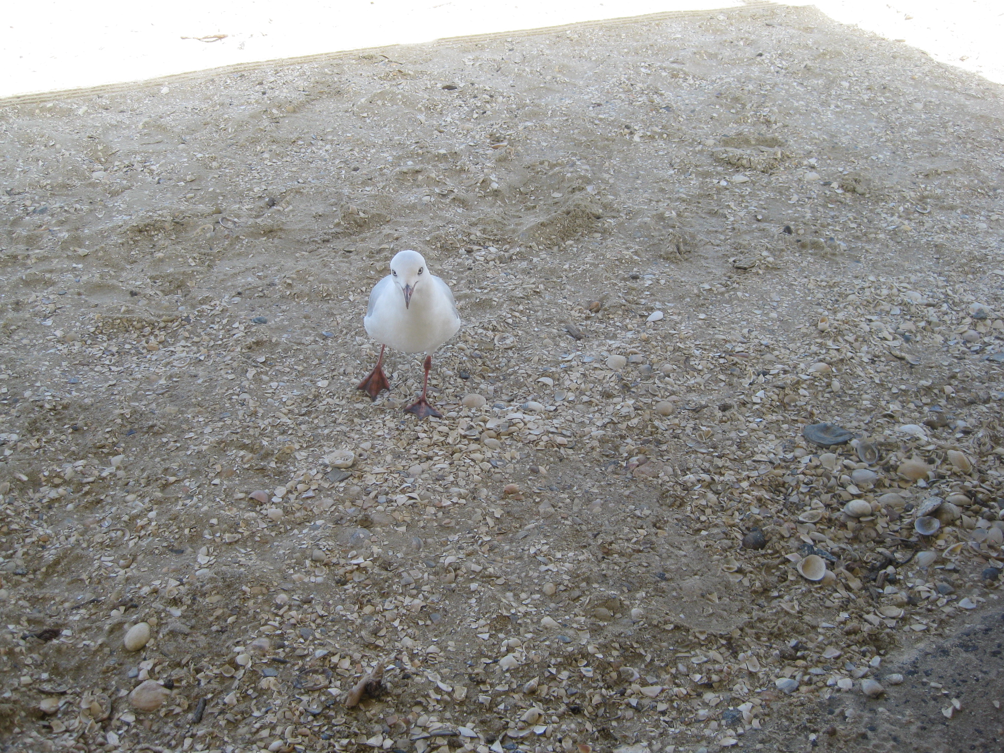 talk to the birds god moves in mysterious ways seagull on the beach may I have this dance