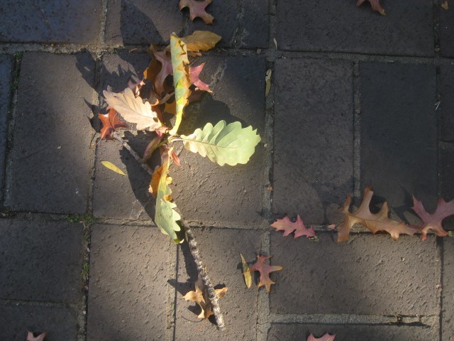 autumn leaves in sunshine