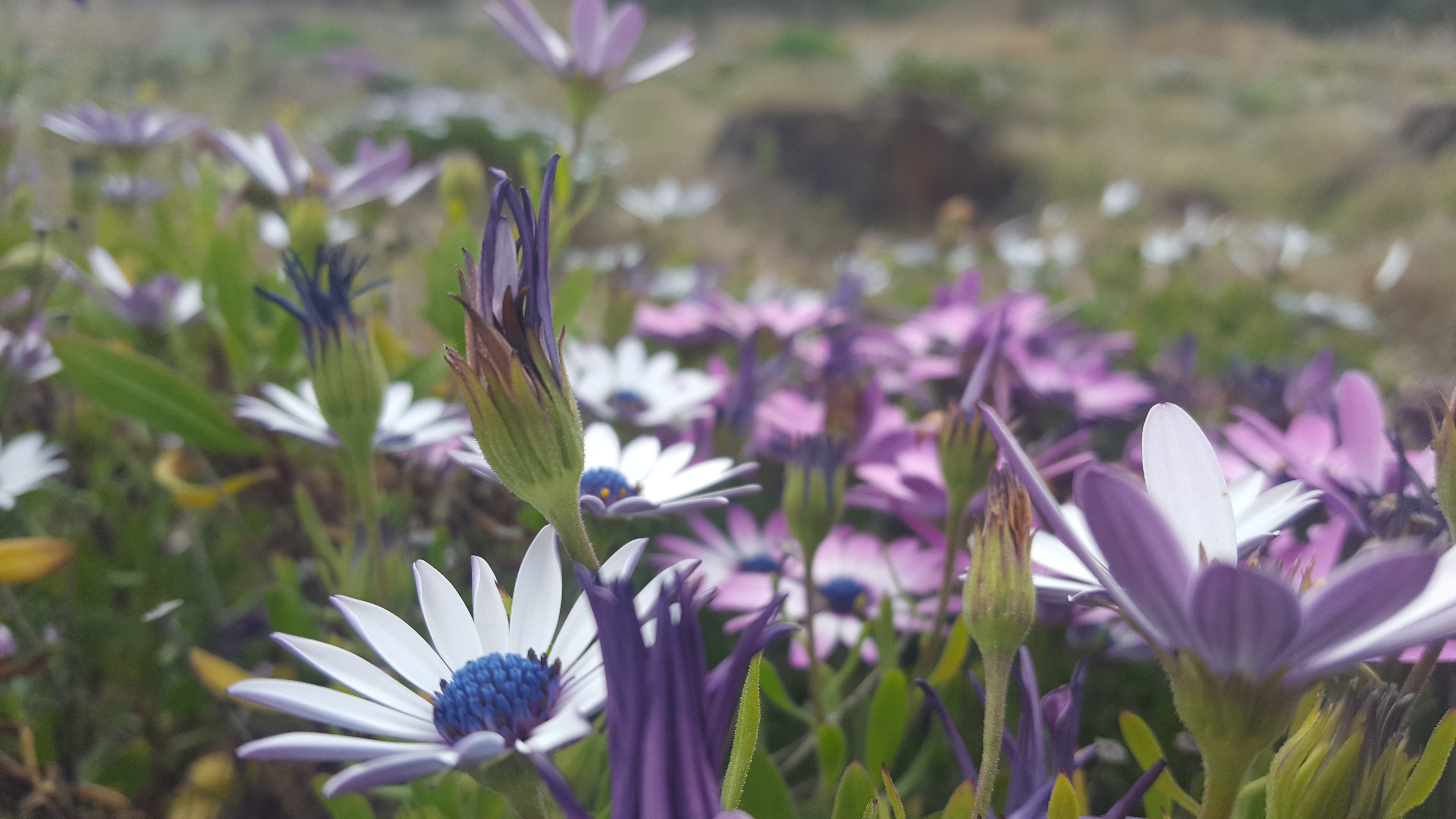 field of purple daisies