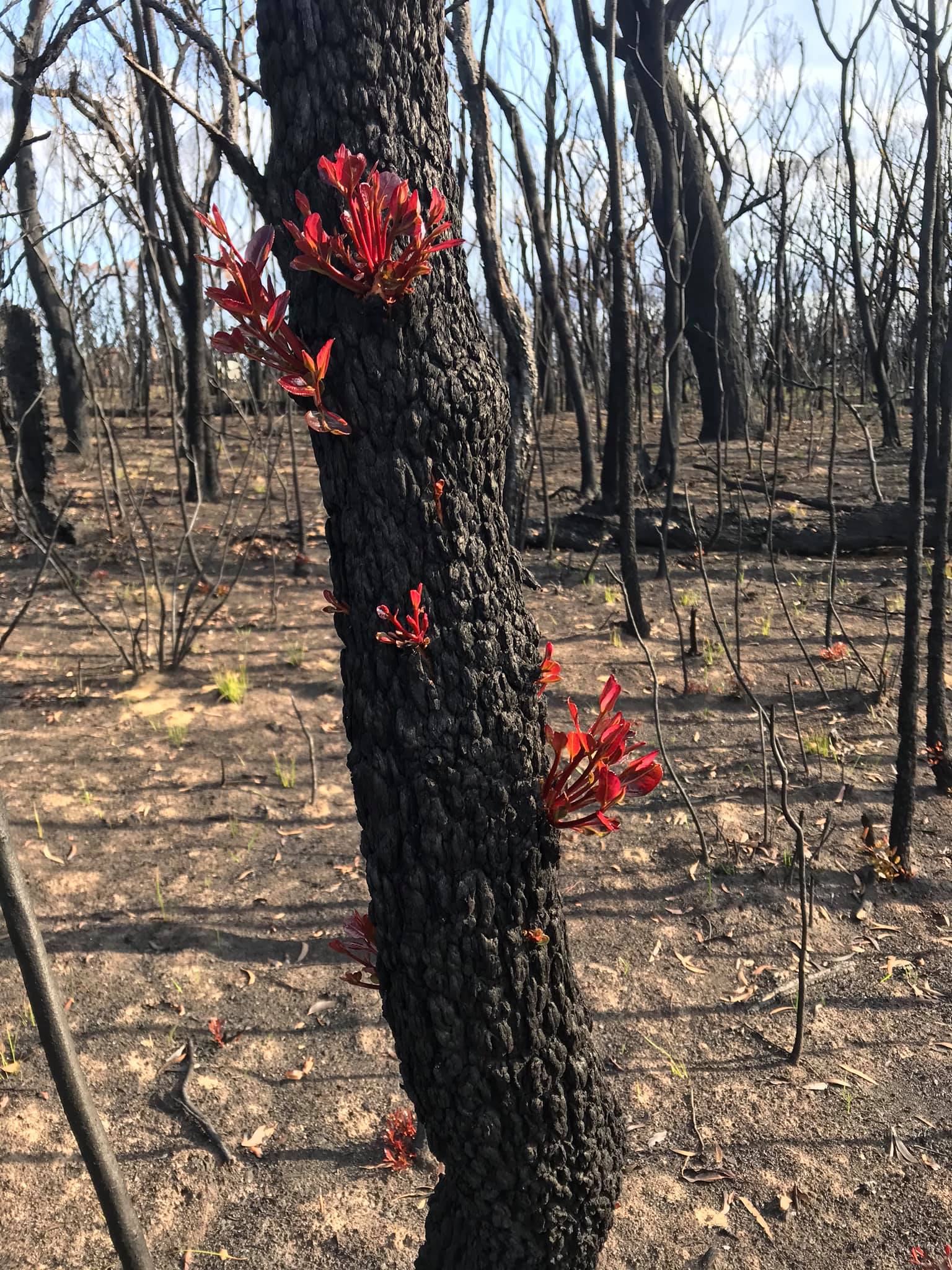 bright red shoots of regrowth starting to peep out of a charred and black tree trunk