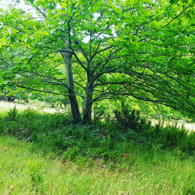 tree with overarching branches